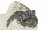 Bargain, Hollardops Trilobite - Ofaten, Morocco #254491-2